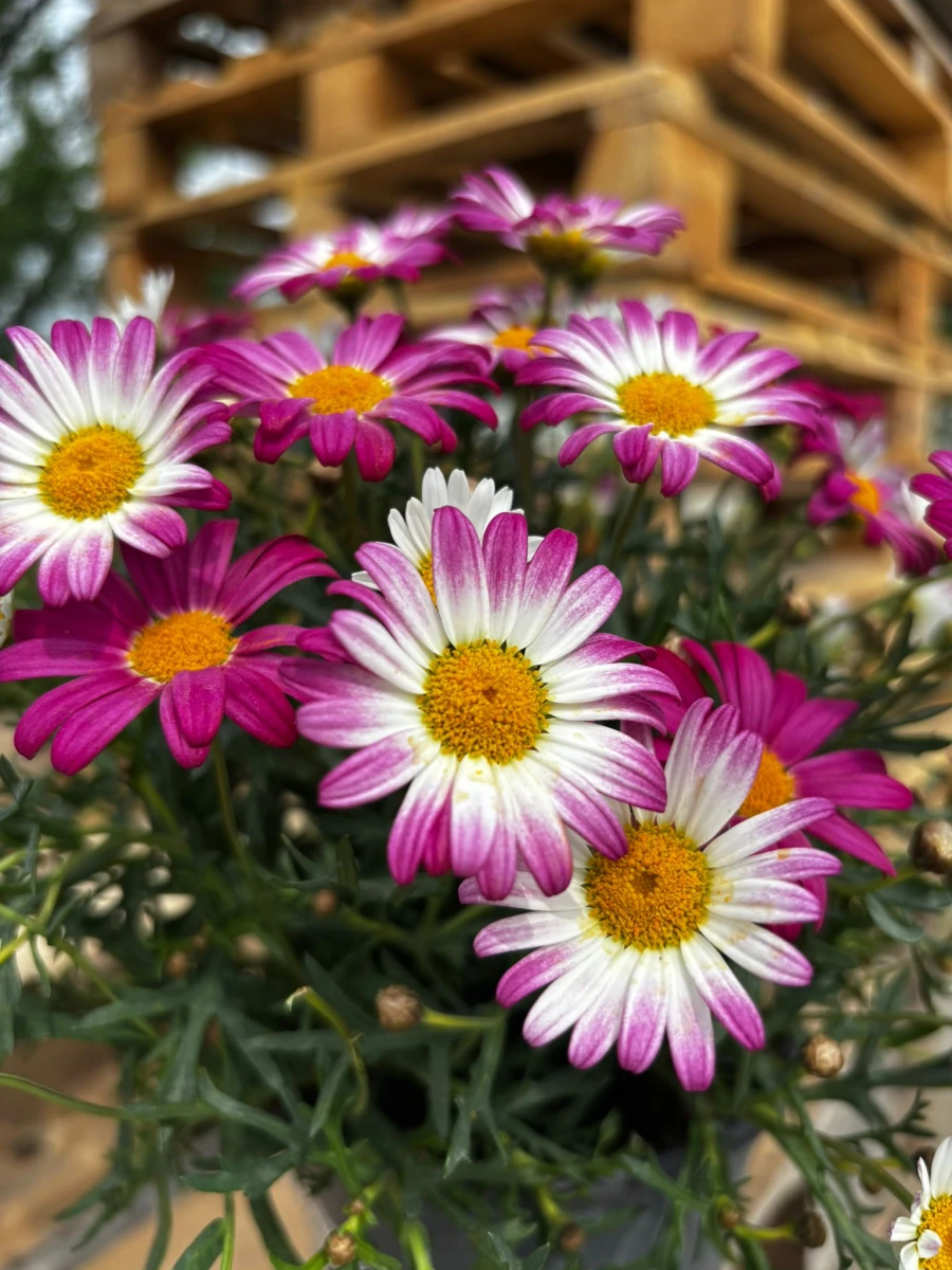 Margaretka różowa - Argyranthemum frutescens 'Madeira Pink' - roślina ogrodowa