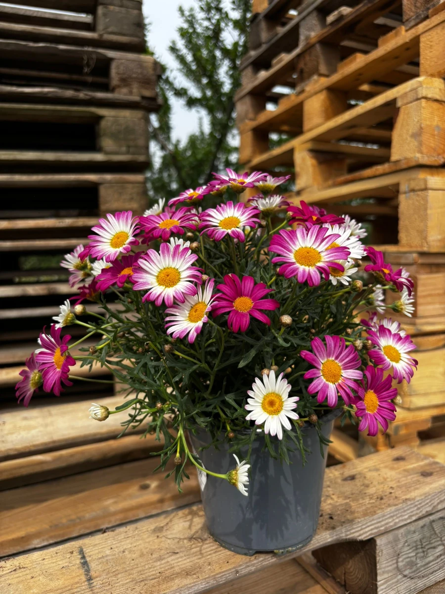 Margaretka różowa - Argyranthemum frutescens 'Madeira Pink'_1