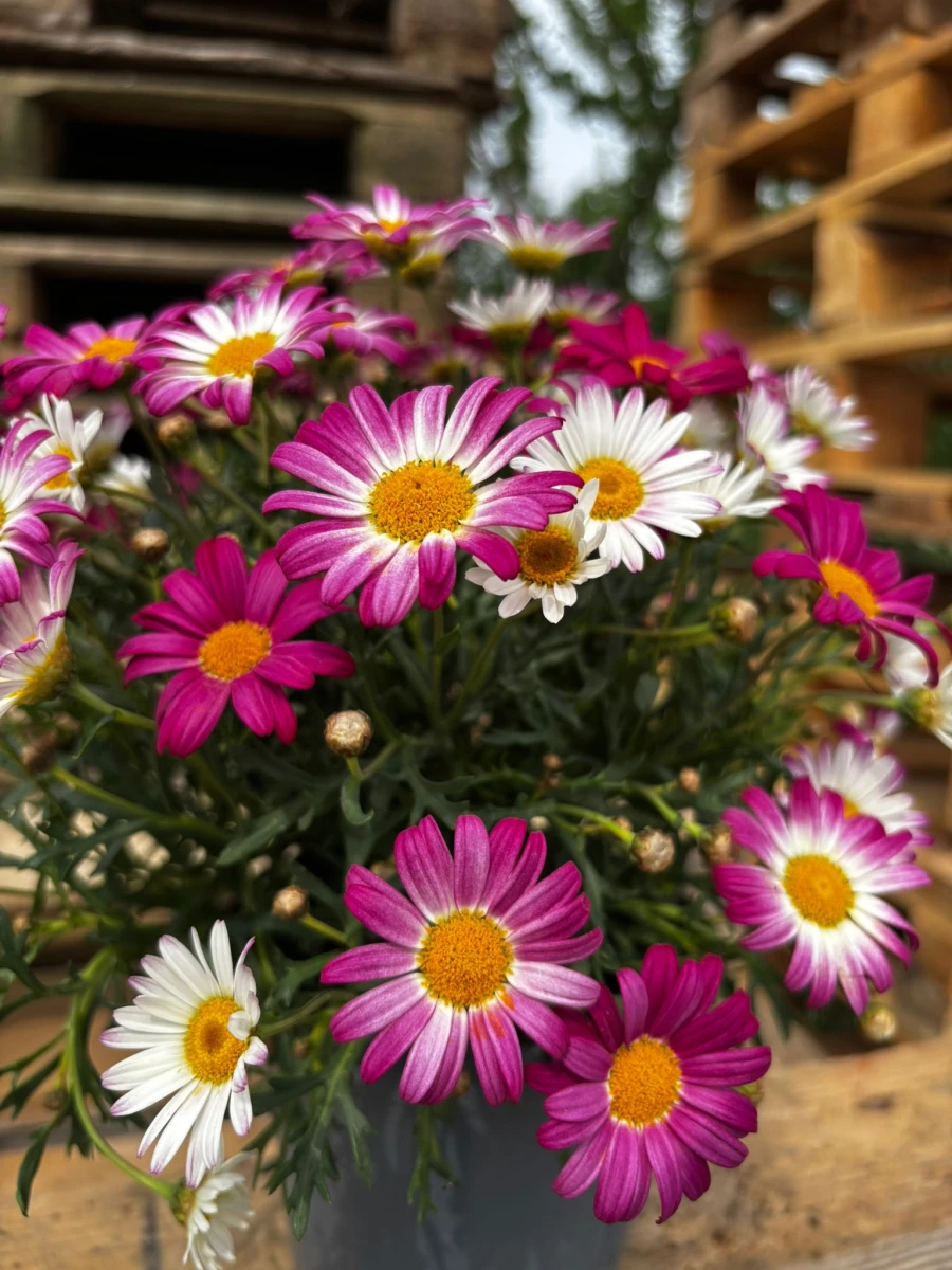 Margaretka różowa - Argyranthemum frutescens 'Madeira Pink'-2