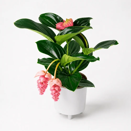 Medinilla wspaniała ( Medinilla magnifica )