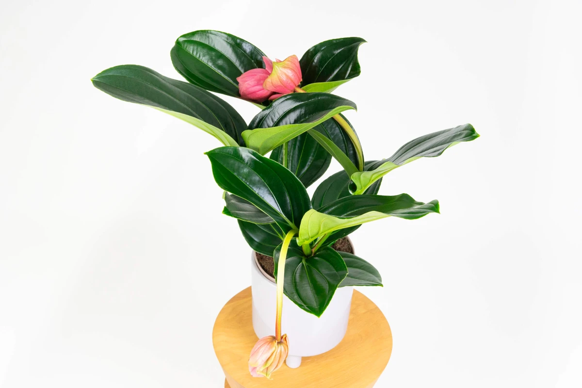 medinilla-wspaniala-medinilla-magnifica-03.jpg