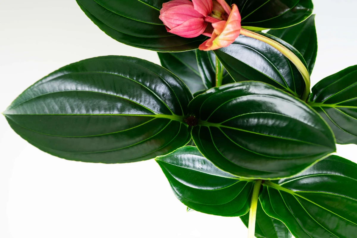 medinilla-wspaniala-medinilla-magnifica-04.jpg