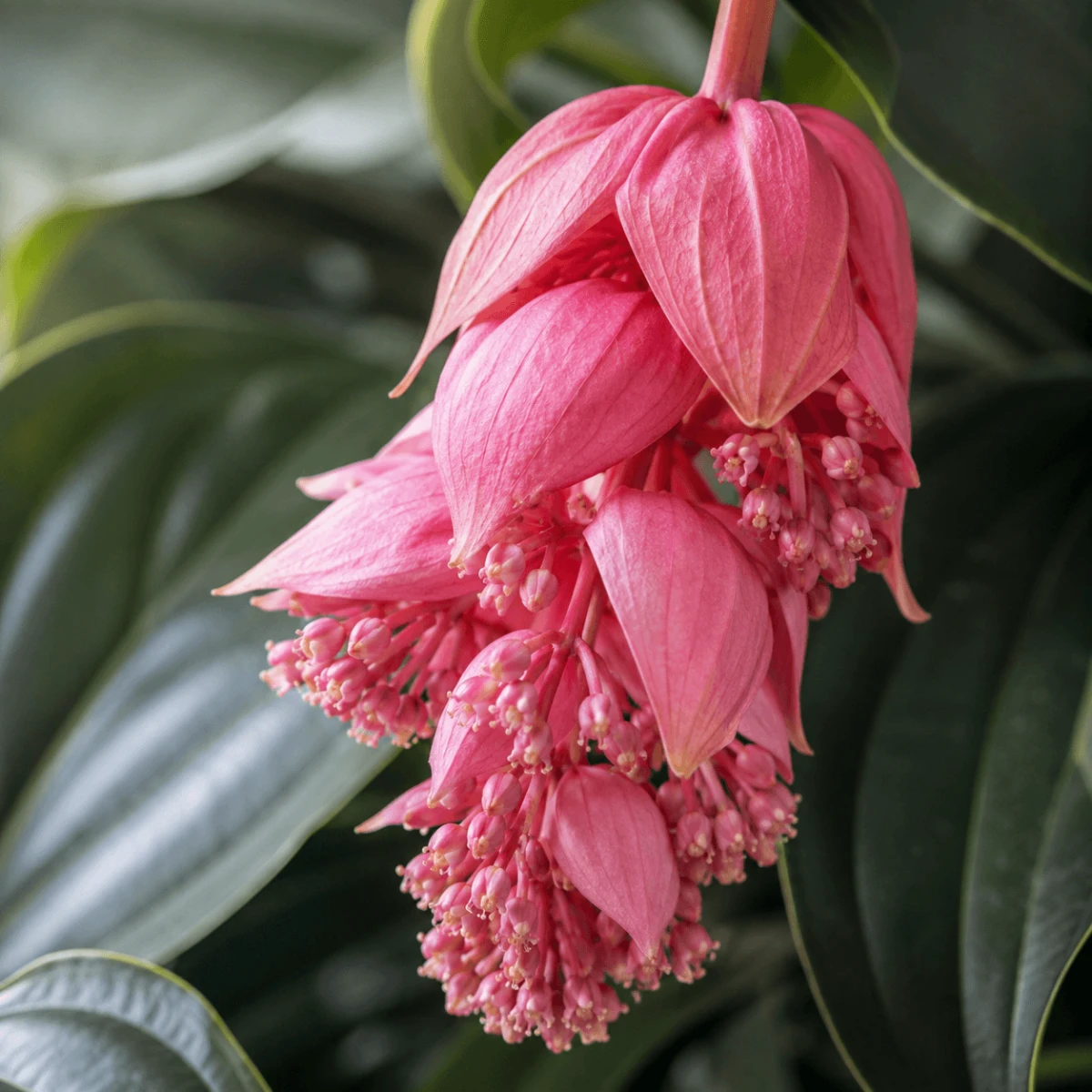 medinilla-wspaniala-medinilla-magnifica-kwiat.png