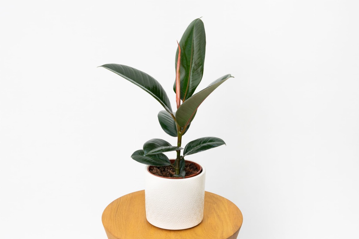 Fikus Abidjan (Ficus elastica 'Abidjan') w doniczce, młoda roślina o dużych, ciemnozielonych, błyszczących liściach