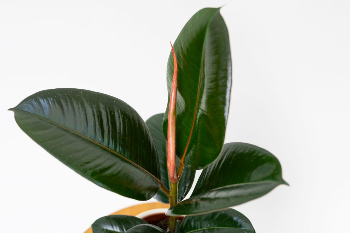 Szczyt pędu fikusa Abidjan (Ficus elastica 'Abidjan') z różowo-miedzianą pochewką nowego liścia