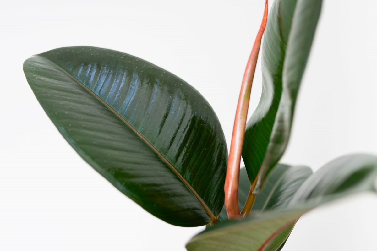 Zbliżenie skórzastego liścia fikusa Abidjan (Ficus elastica 'Abidjan') z czerwonym nerwem i połyskiem
