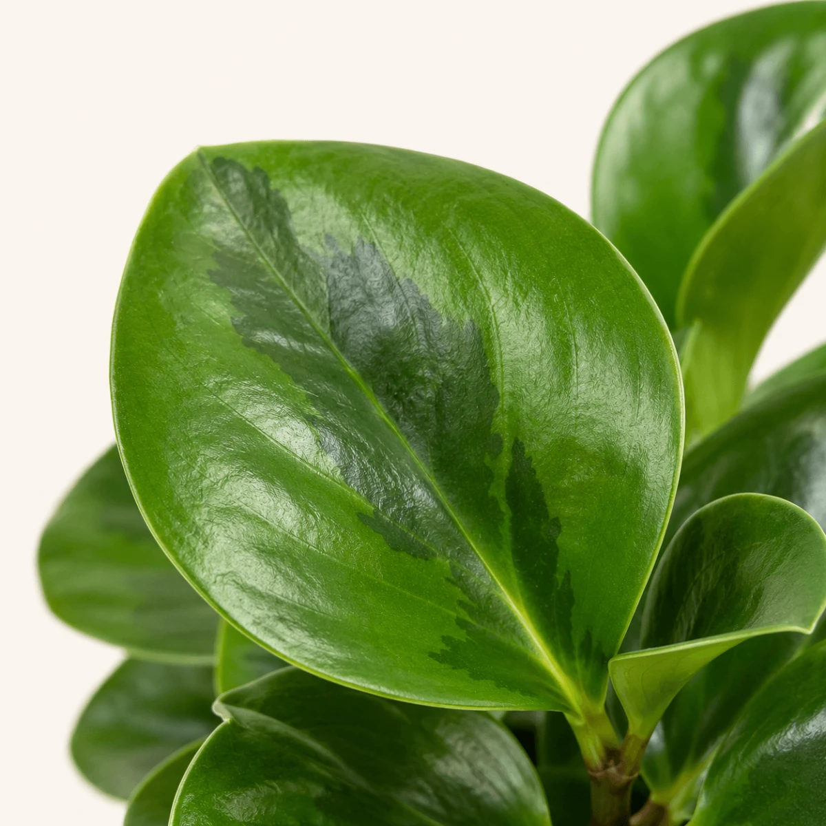 PEPEROMIA_EMILY-ROŚLINA_BEZPIECZNA_DLA_ZWIERZĄT_1.png