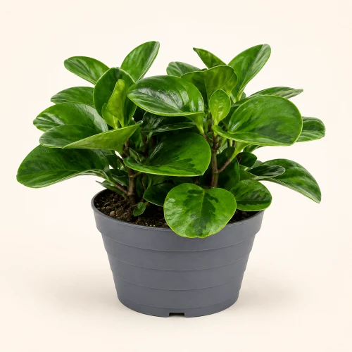 Peperomia Emily - bezpieczna roślina do domu
