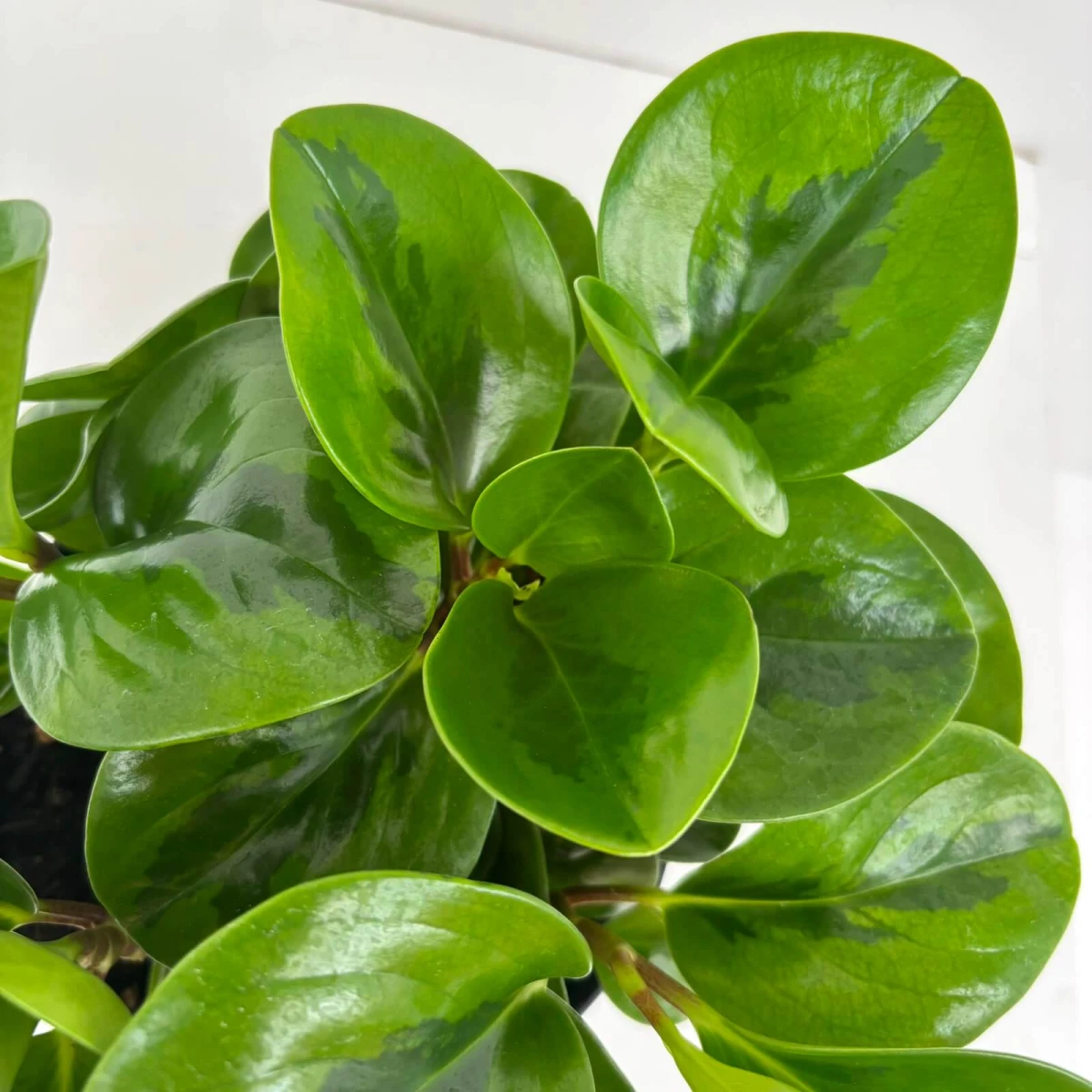 PEPEROMIA_EMILY-ROŚLINA_BEZPIECZNA_DLA_ZWIERZĄT_4.jpeg