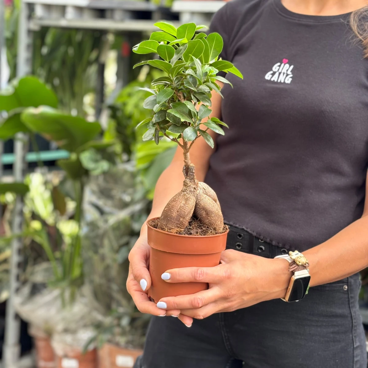Ficus-Bonsai-D12.jpeg