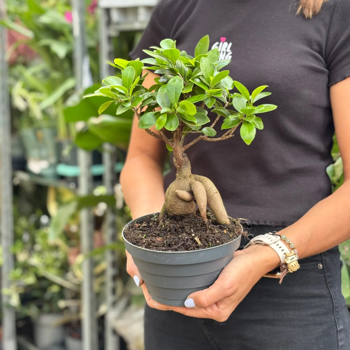 Ficus-Bonsai-D17.jpeg
