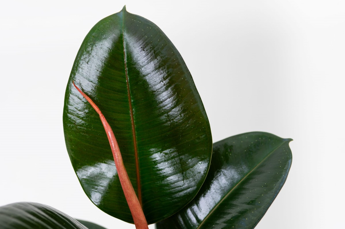 Liść fikusa Abidjan (Ficus elastica 'Abidjan') z bordowo-czerwonym nerwem głównym i ciemnozieloną blaszką