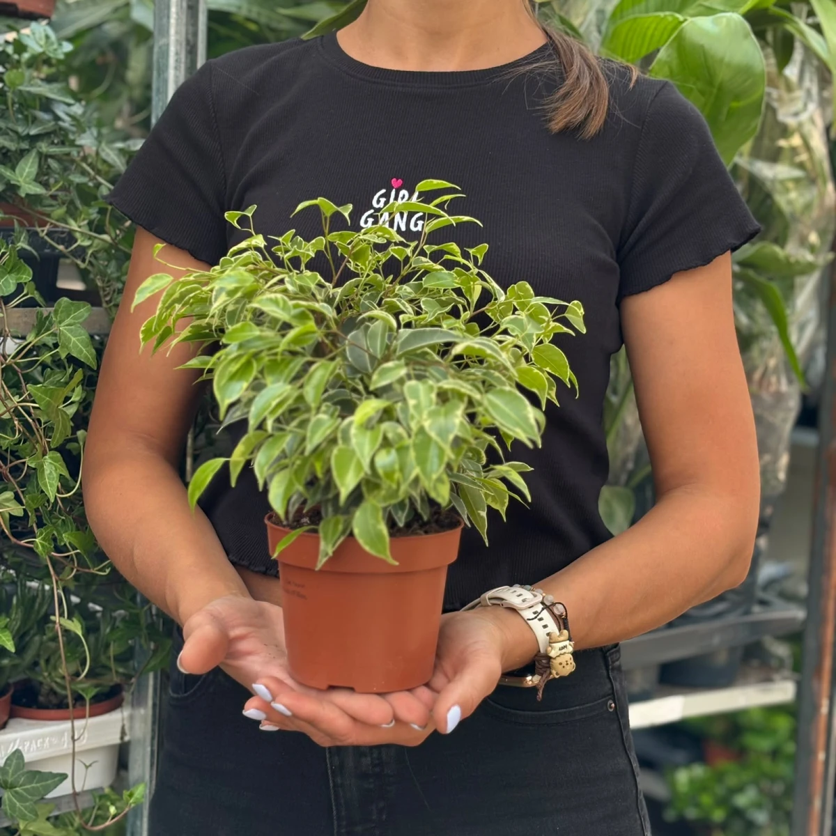 ficus-benjamina-kinky.jpg