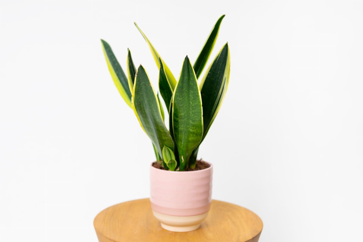 Sansewieria-gwinejska-Black-Gold-Sansevieria-trifasciata-01.jpg