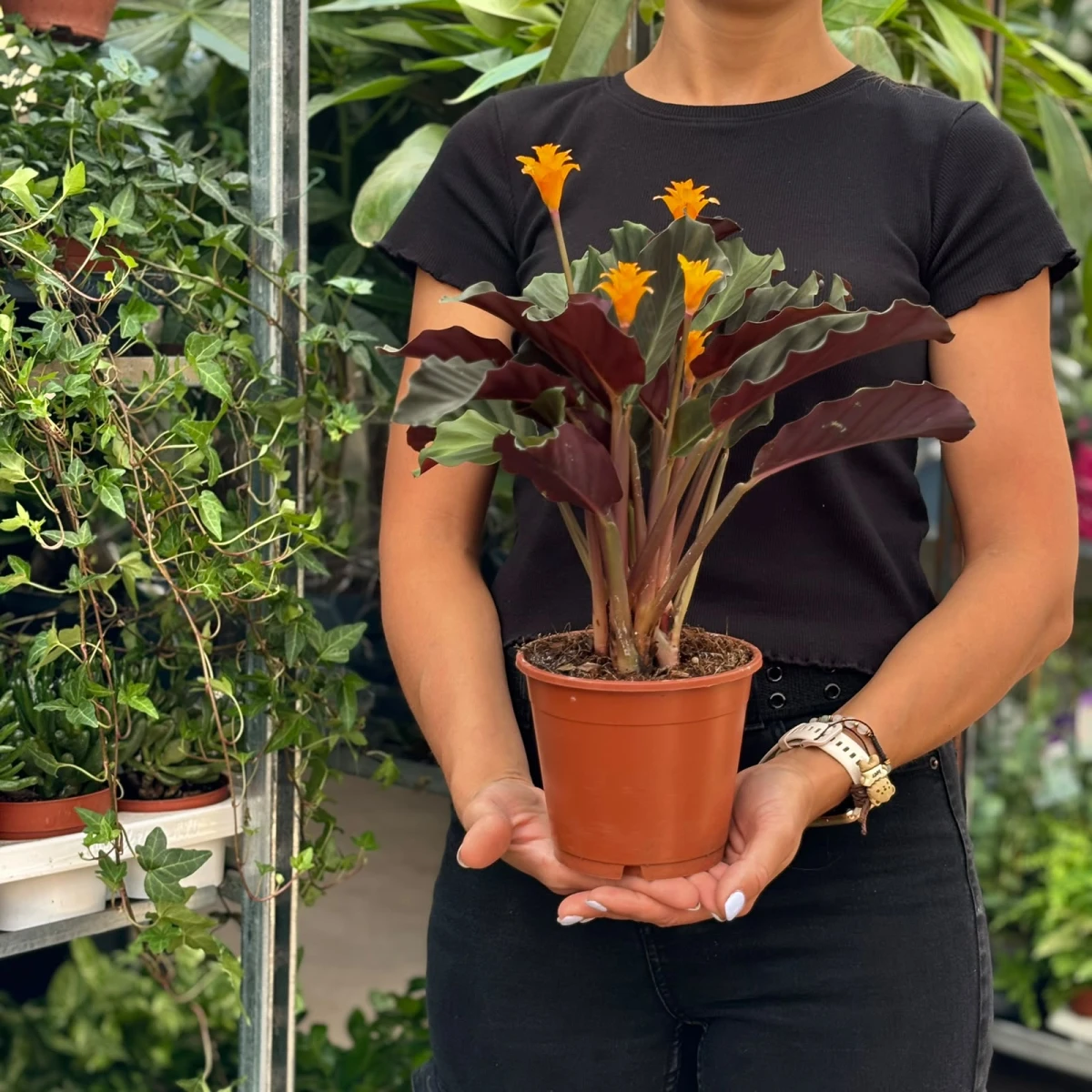 Calathea-Goeppertia-crocata-Tassmania-Kalatea.jpg