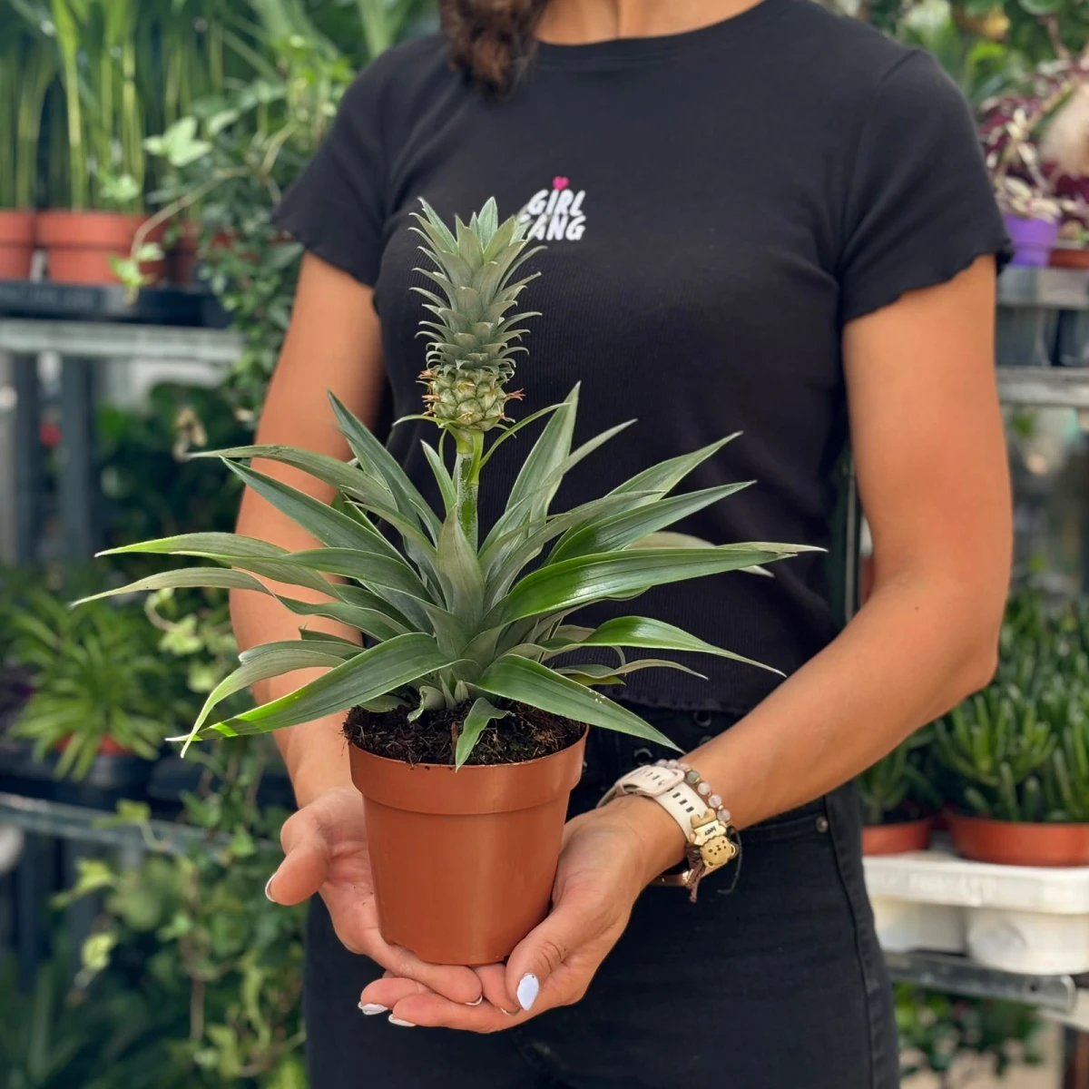 Ananas-mi-amigo.jpg
