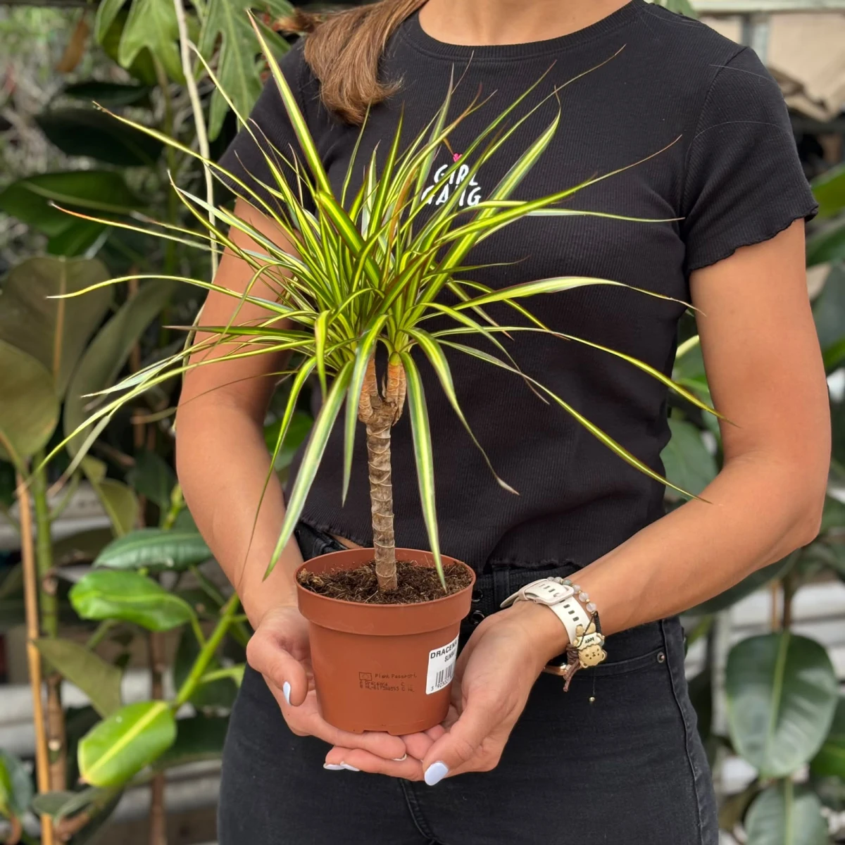 Dracena-Sunray-D12.jpeg