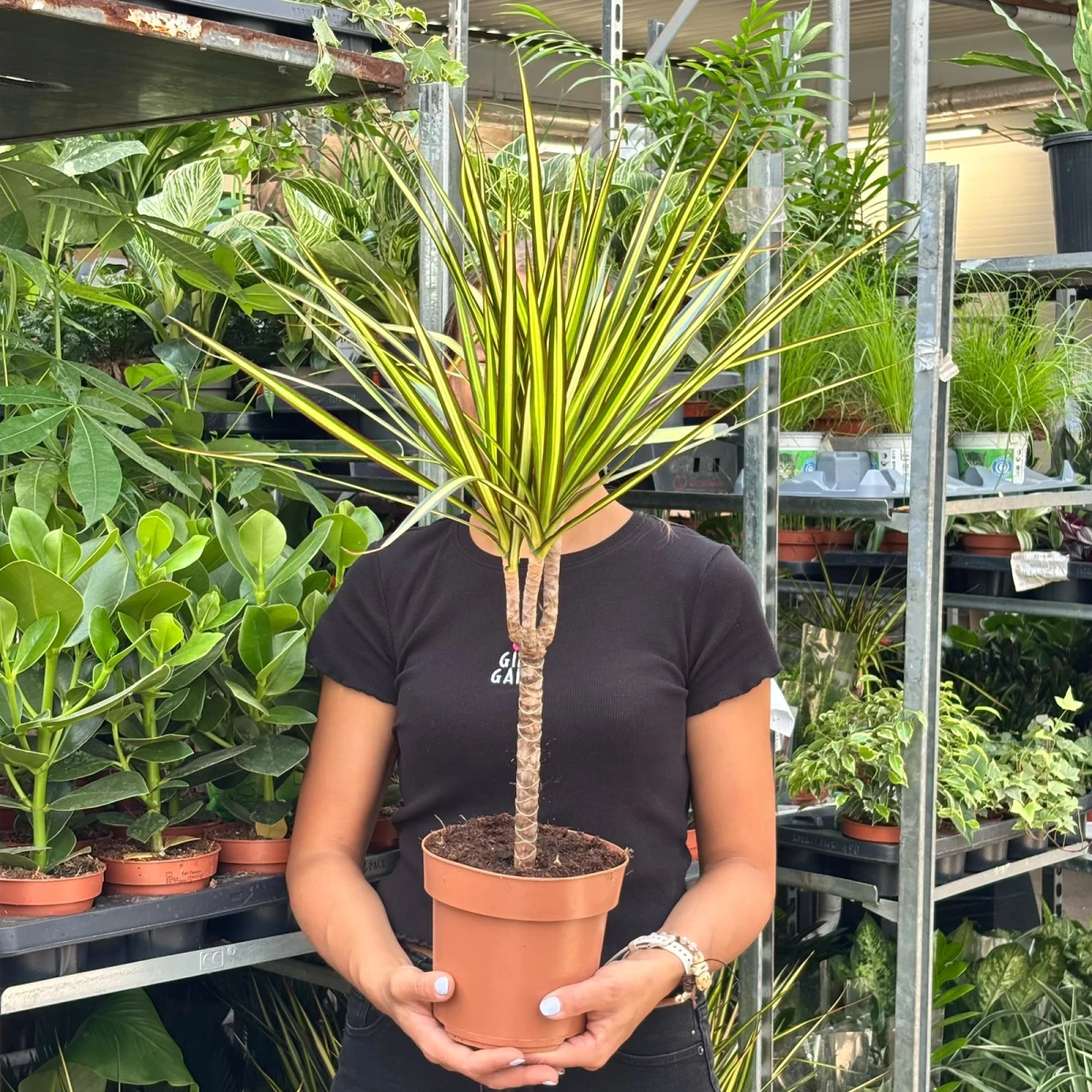 Dracena-Sunray-D17-1Pęd.jpeg