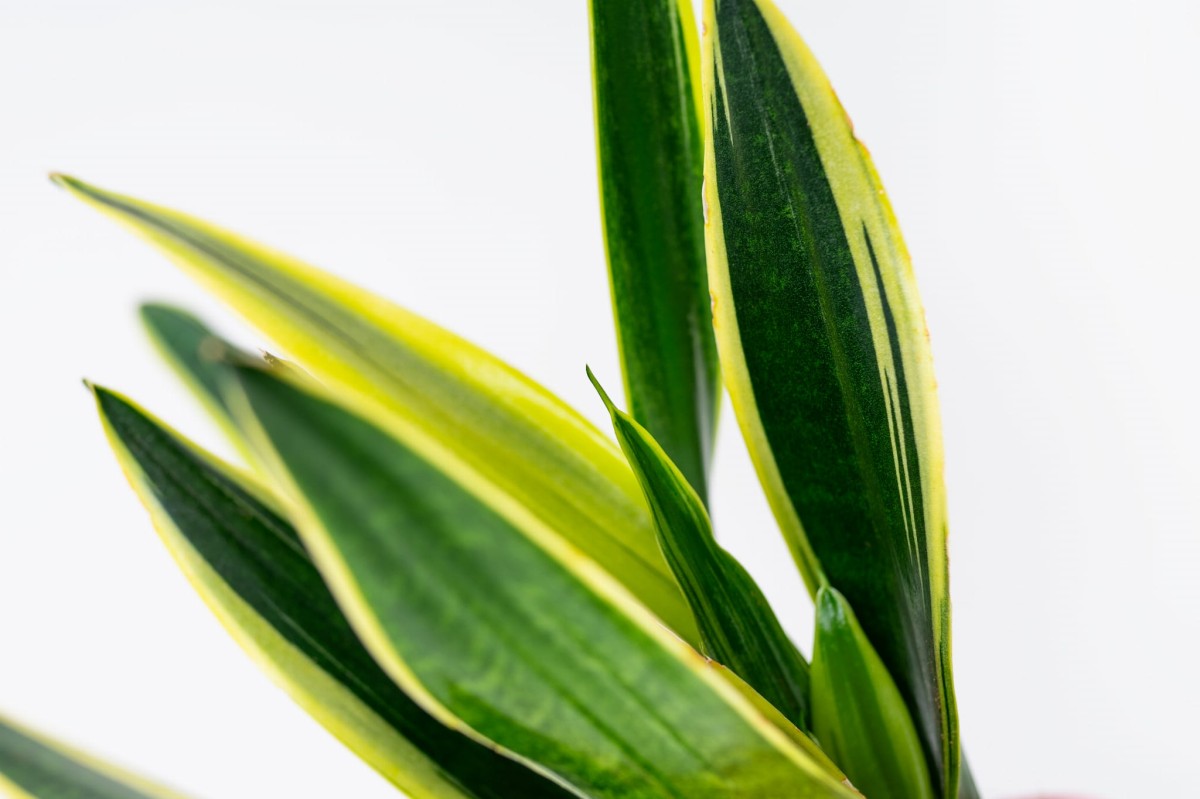 Sansewieria-gwinejska-Black-Gold-Sansevieria-trifasciata-03.jpg