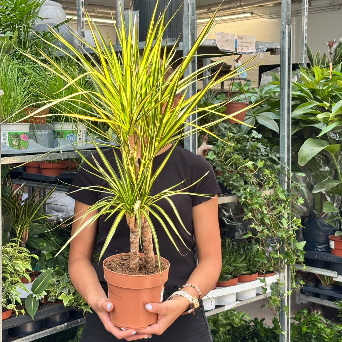 Dracena-Sunray-D17-2Pędy.jpeg