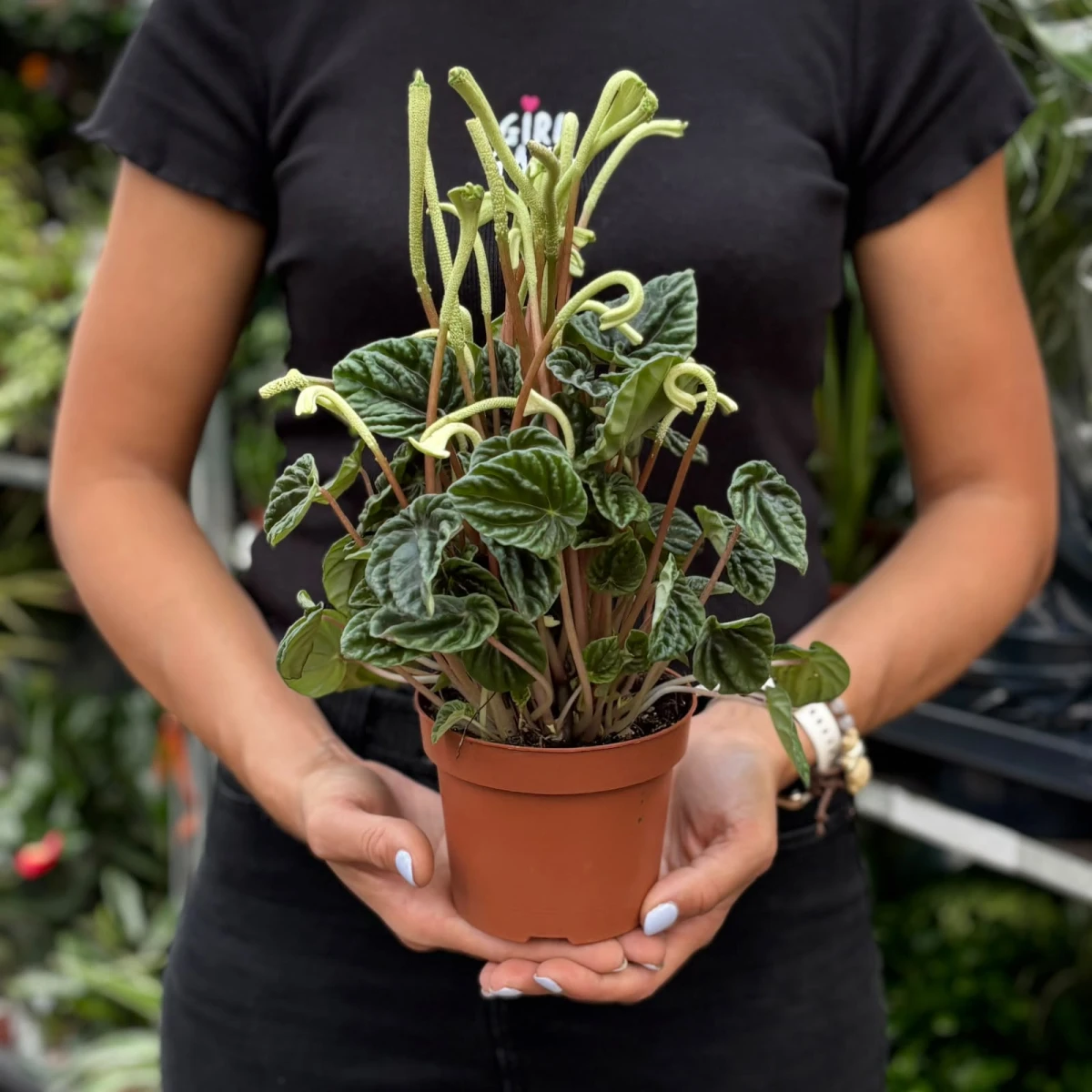Peperomia-Lilian-D12.jpeg