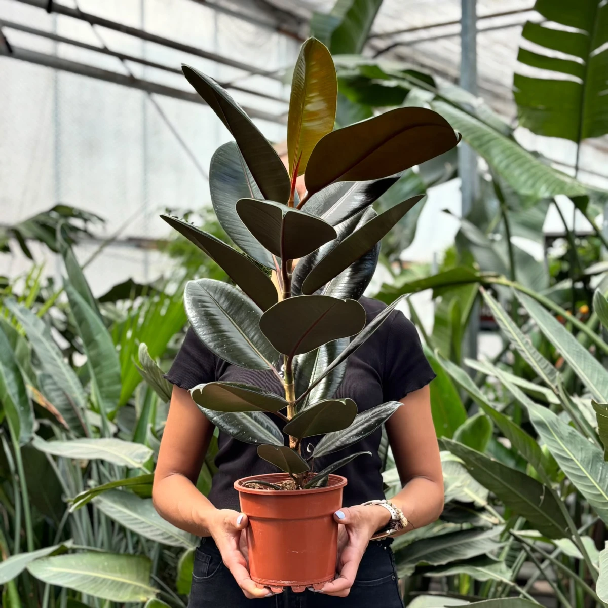 Ficus-Abidjan-D17.jpeg