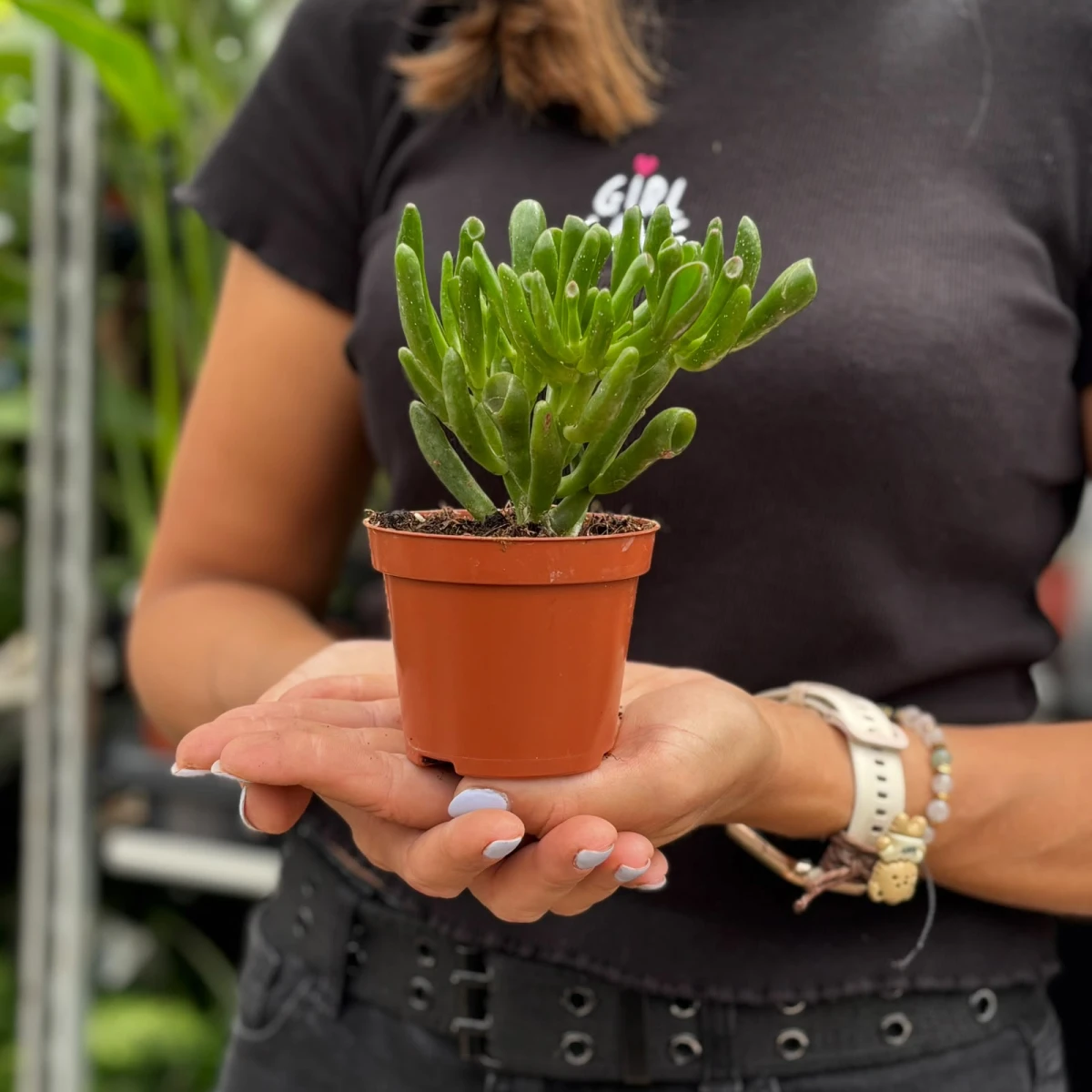 Crassula-Hobbit-D8.jpeg
