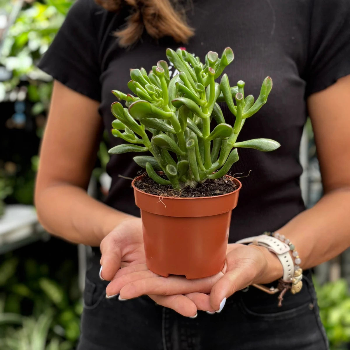 Crassula-Hobbit-D10.jpeg