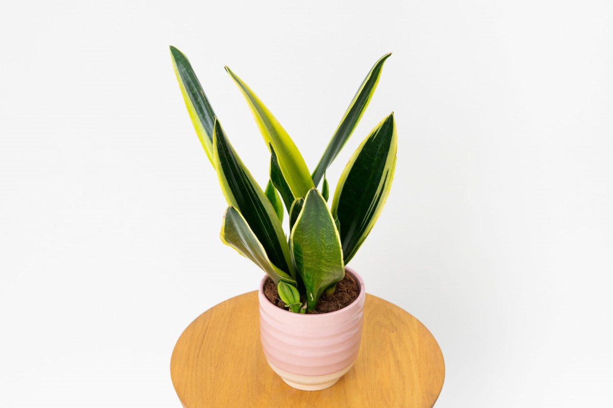 Sansewieria-gwinejska-Black-Gold-Sansevieria-trifasciata-02.jpg