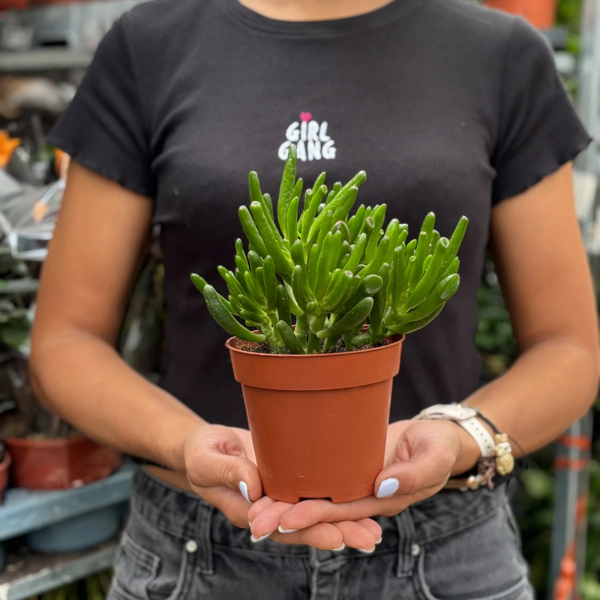 Crassula-Hobbit-D12.jpeg