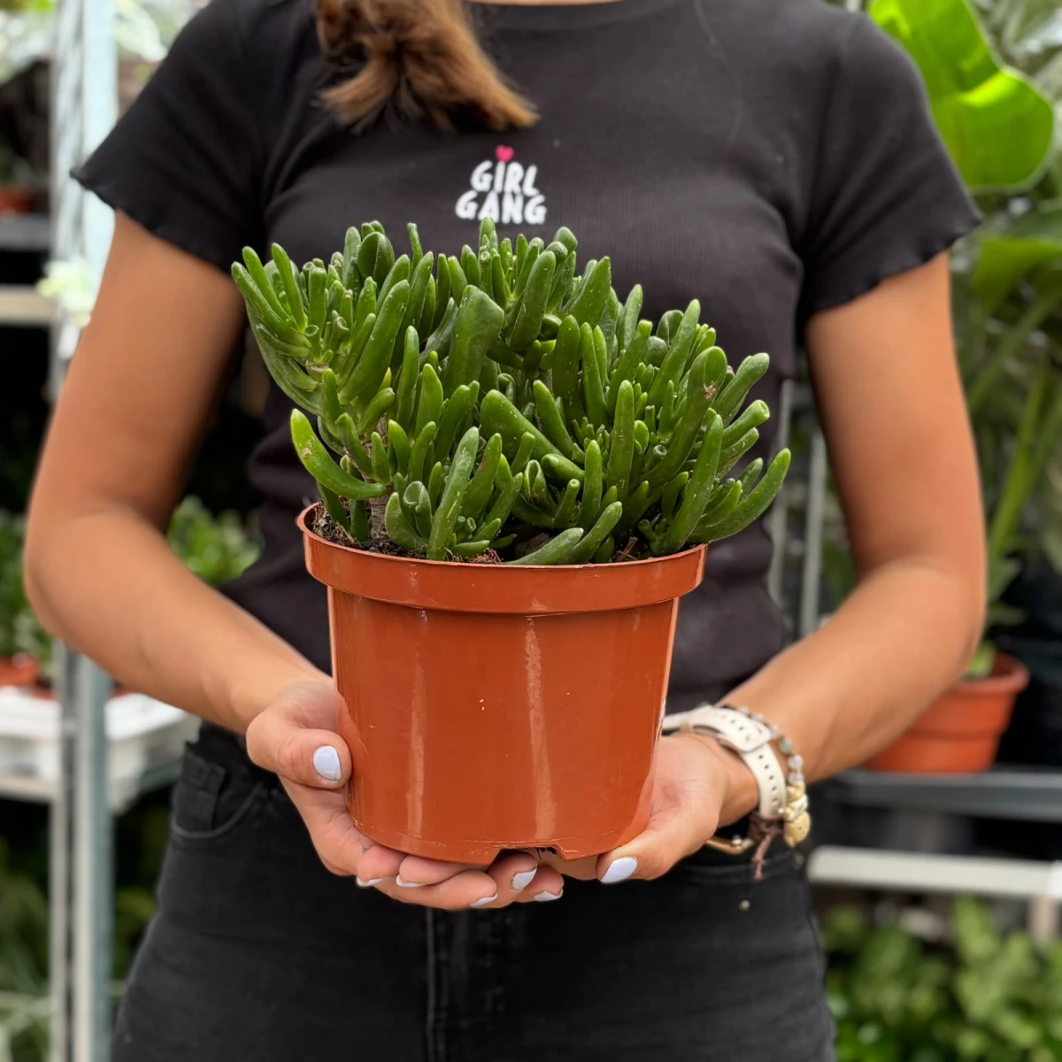 Crassula-Hobbit-D17.jpeg