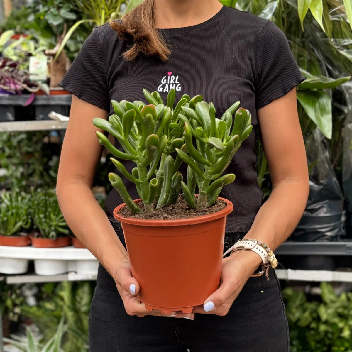 Crassula-Hobbit-D19.jpeg