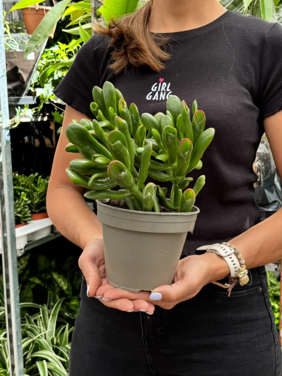 Crassula-Hobbit-D15.jpeg