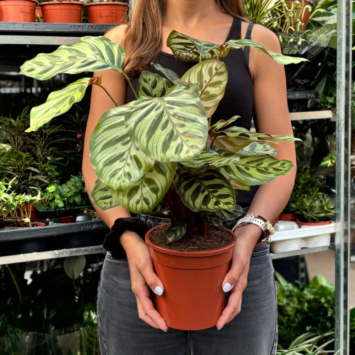 Calathea-Makoya-D17.jpeg