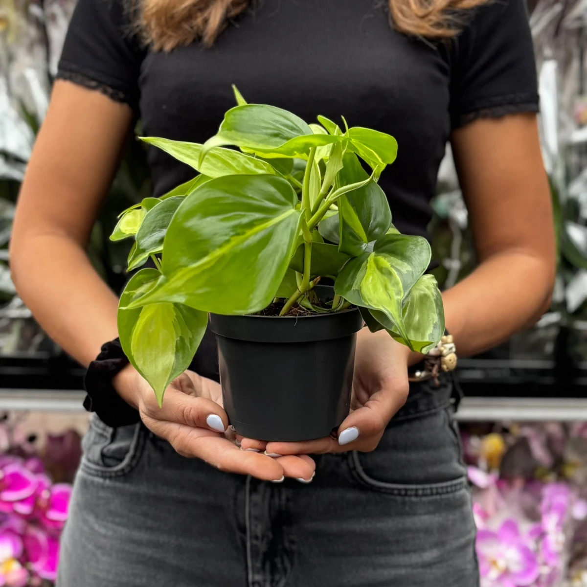 Filodendron pnący 'Brasil' w doniczce produkcyjnej Ø12 cm trzymany w dłoniach, ujęcie pokazujące skalę rośliny