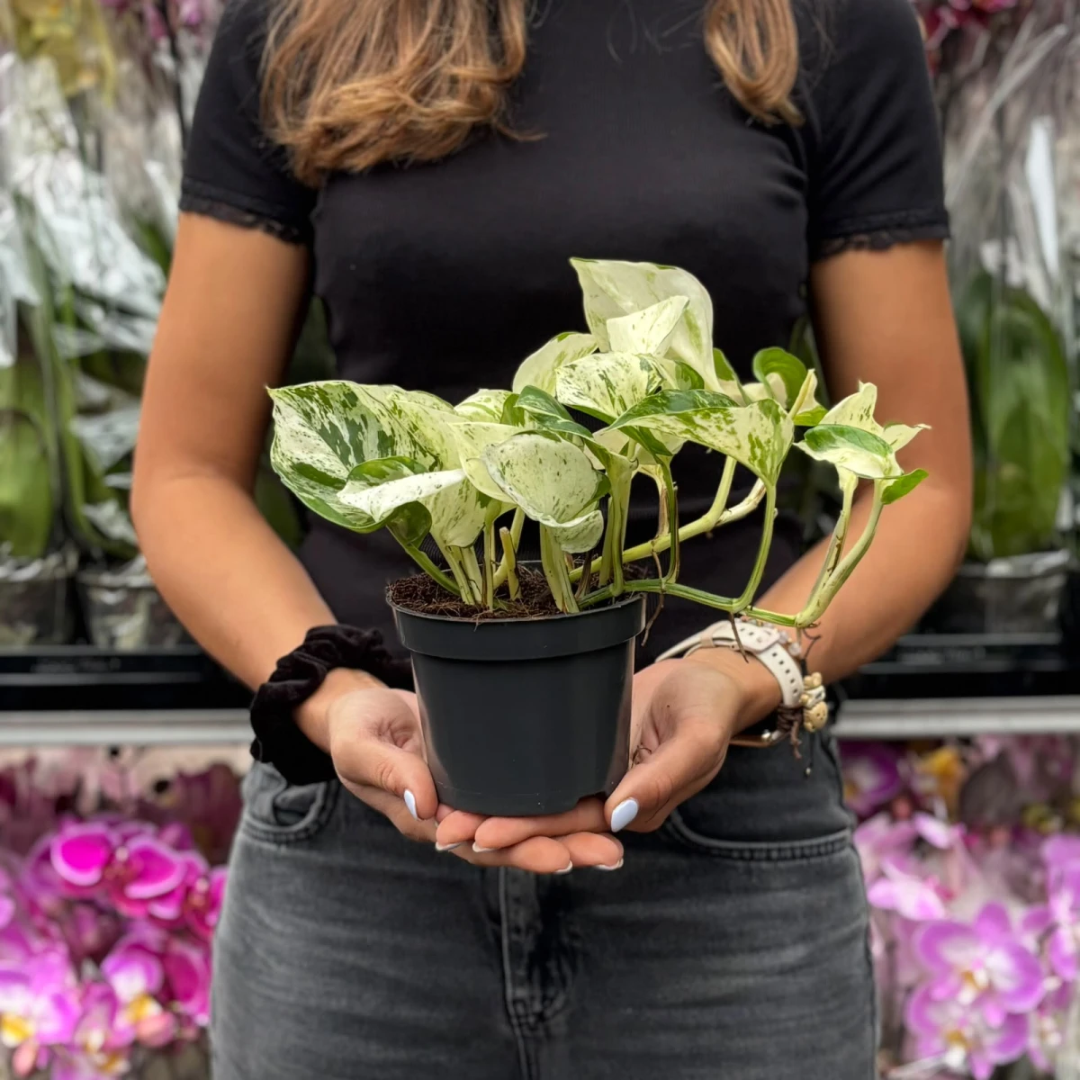 epipremnum-njoy-epipremnum-aureum-bialo-zielone-pnacze-do-domu.jpg