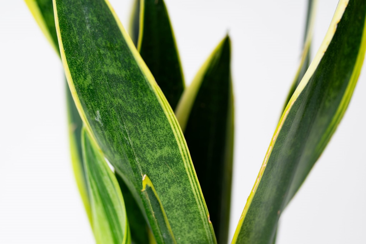 Sansewieria-gwinejska-Black-Gold-Sansevieria-trifasciata-04.jpg