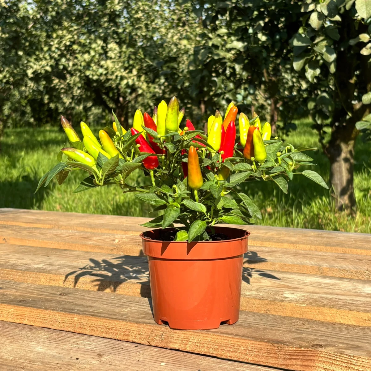 papryczka-ozdobna-wielokolorowa-capsicum-annuum-doniczka-12cm-01.jpeg