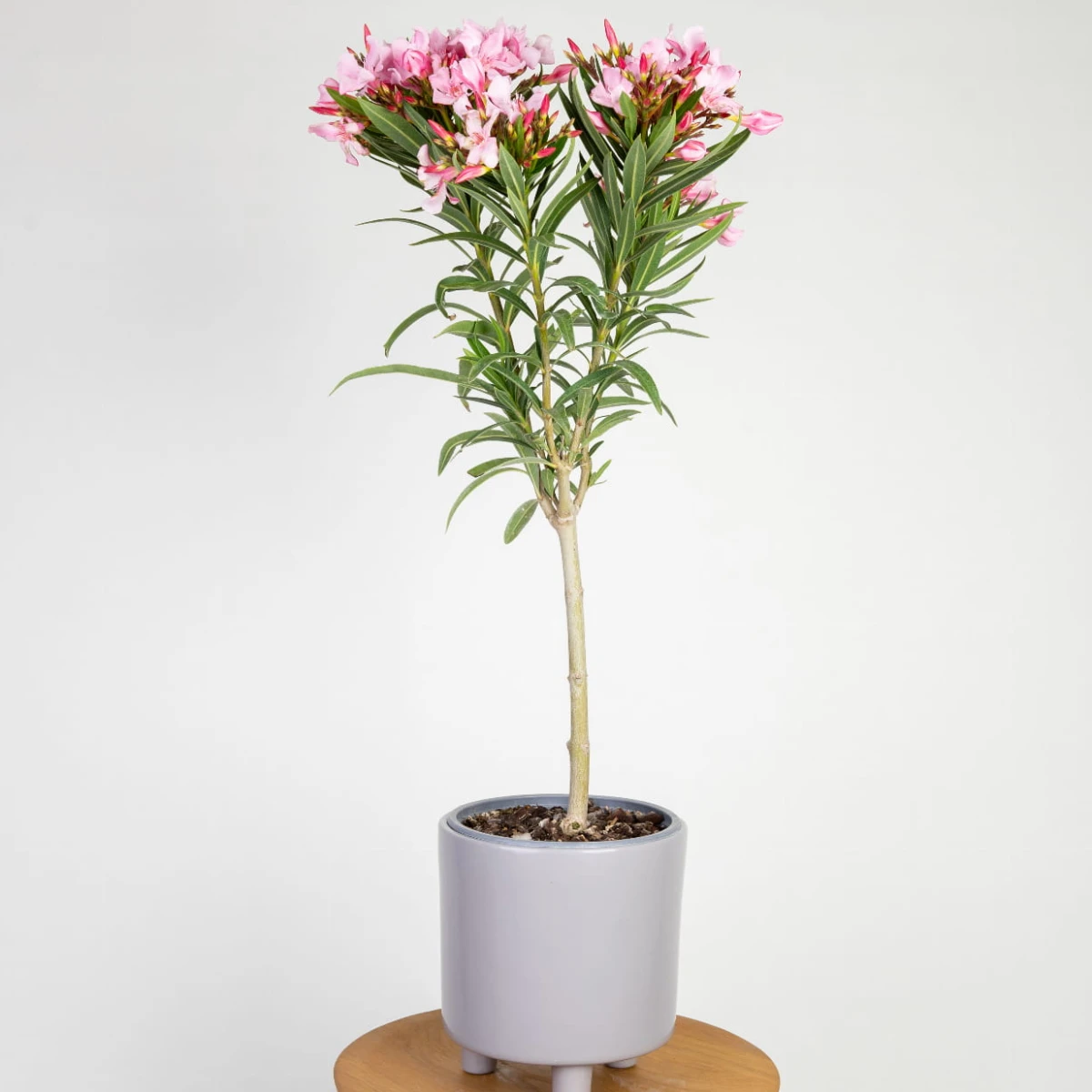 oleander-petite-pink-01-glowne-kwadrat.png