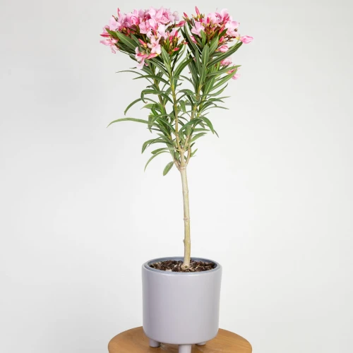 Oleander pospolity ‘nerium petite pink’