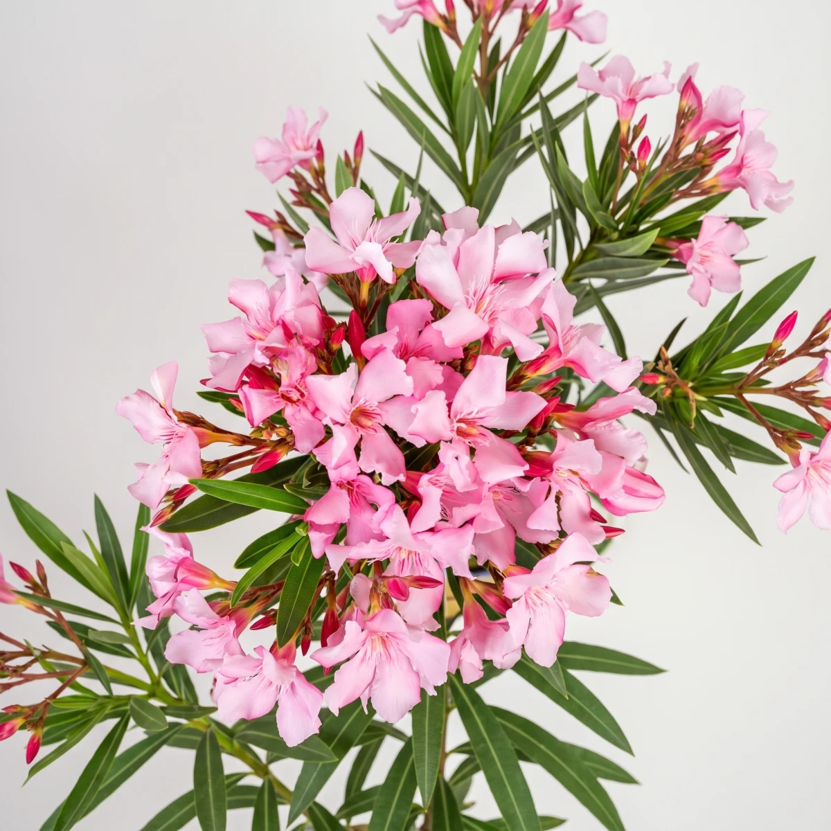 oleander-petite-pink-02-kwiat-kwadrat.png