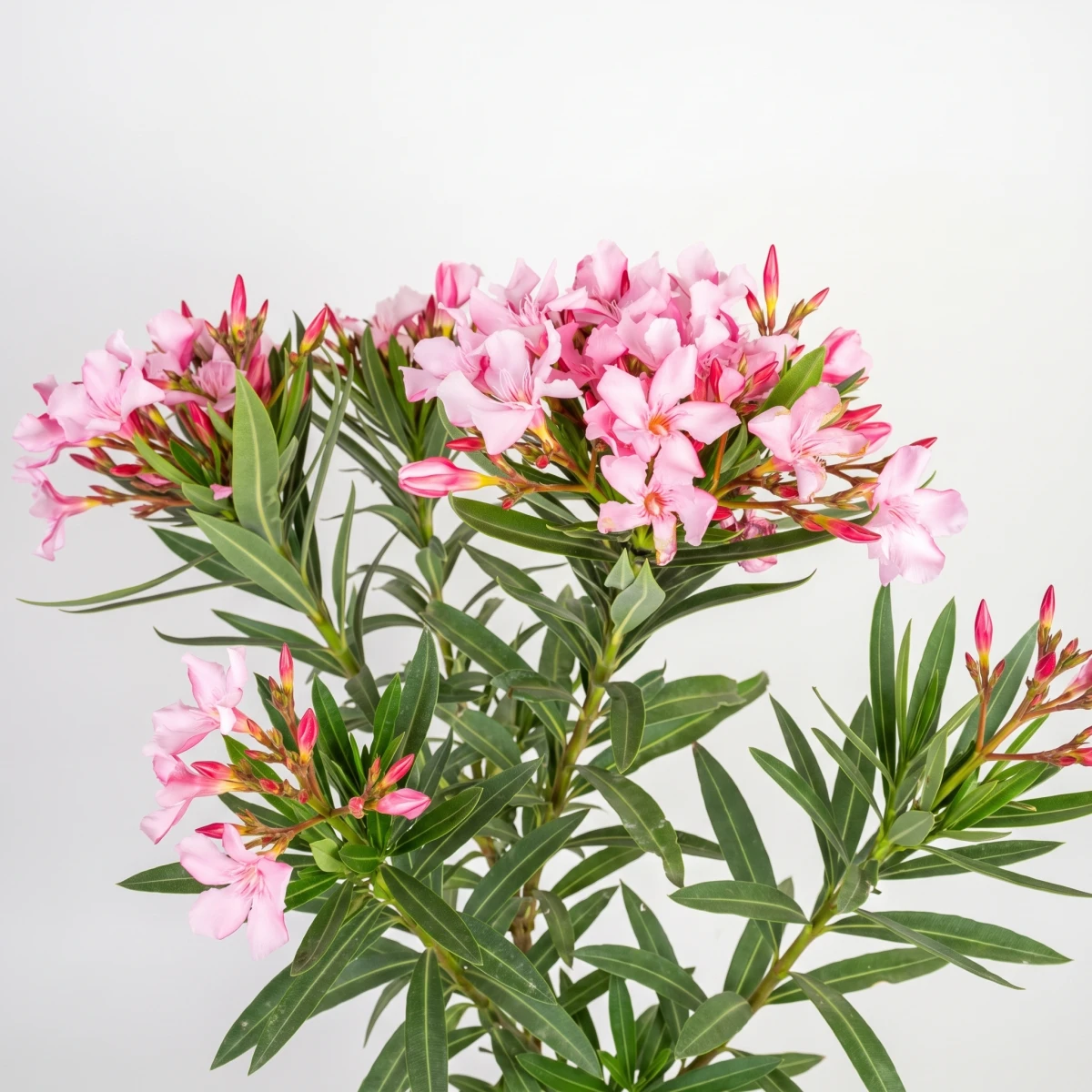 oleander-petite-pink-03-kwiat-kwadrat.png