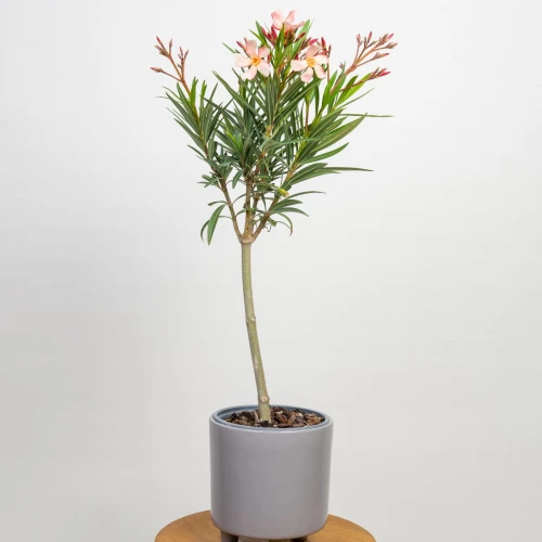 Oleander pospolity ‘nerium petite salmon’