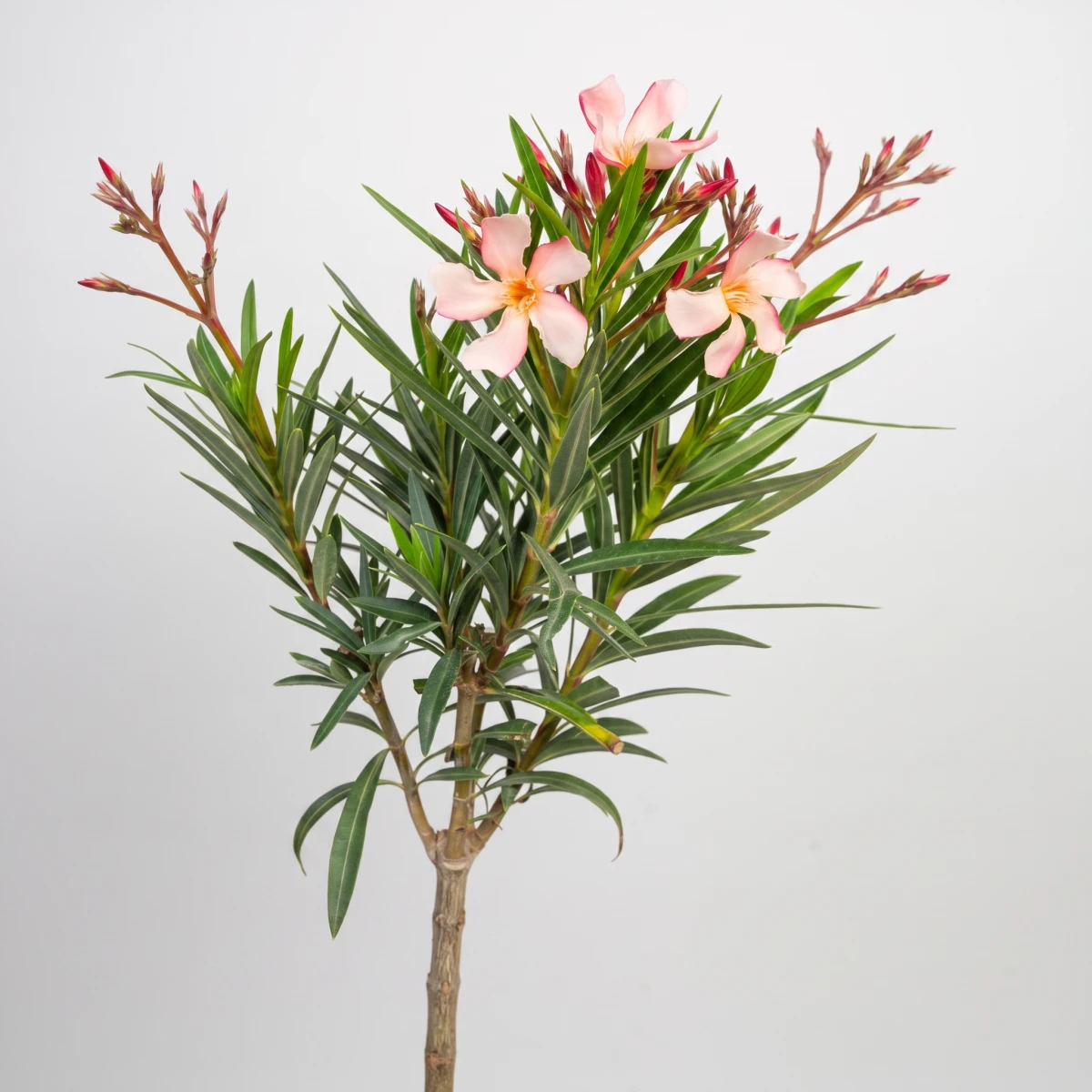 oleander-petite-salmon-02-kwiat-kwadrat.png