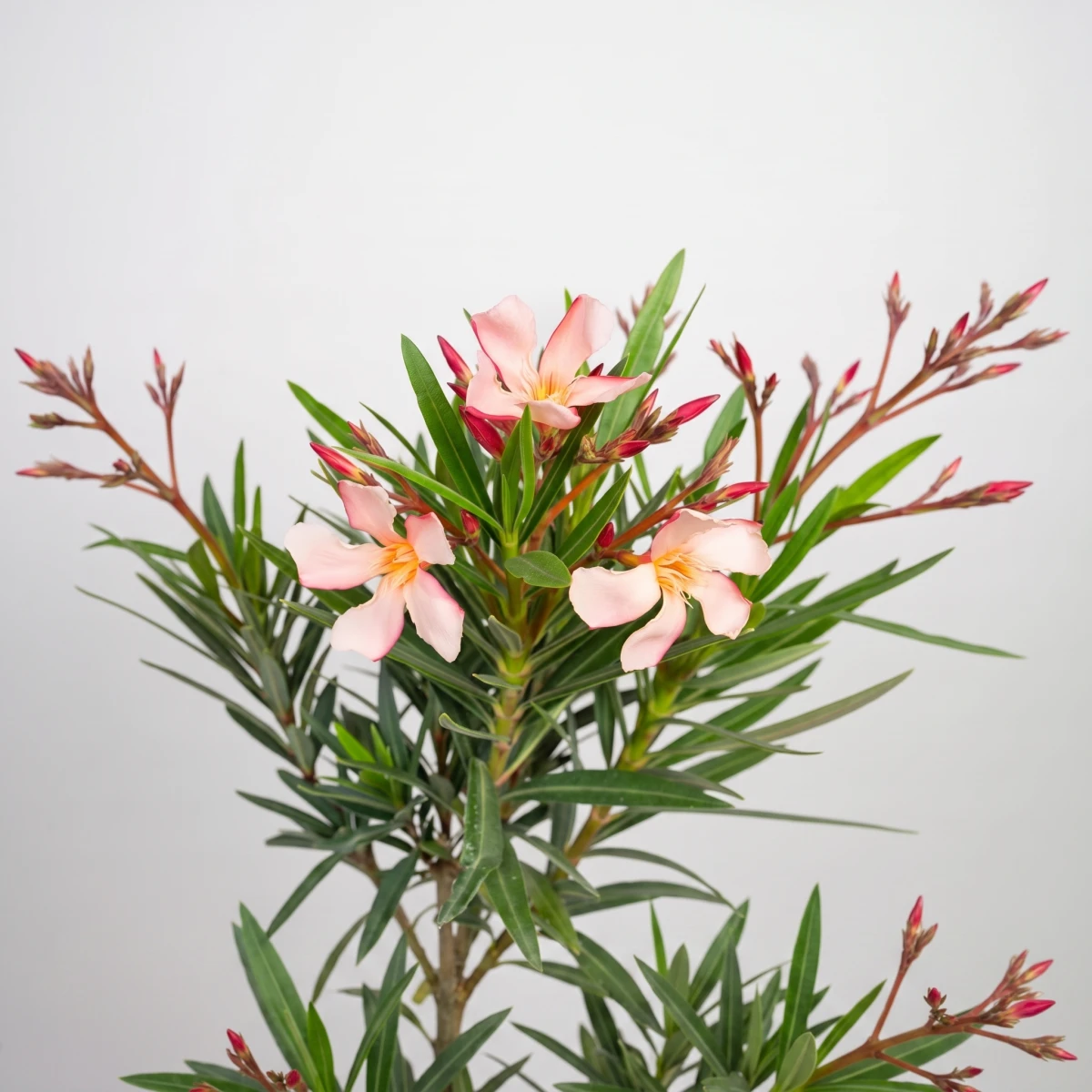 oleander-petite-salmon-03-kwiat-kwadrat.png