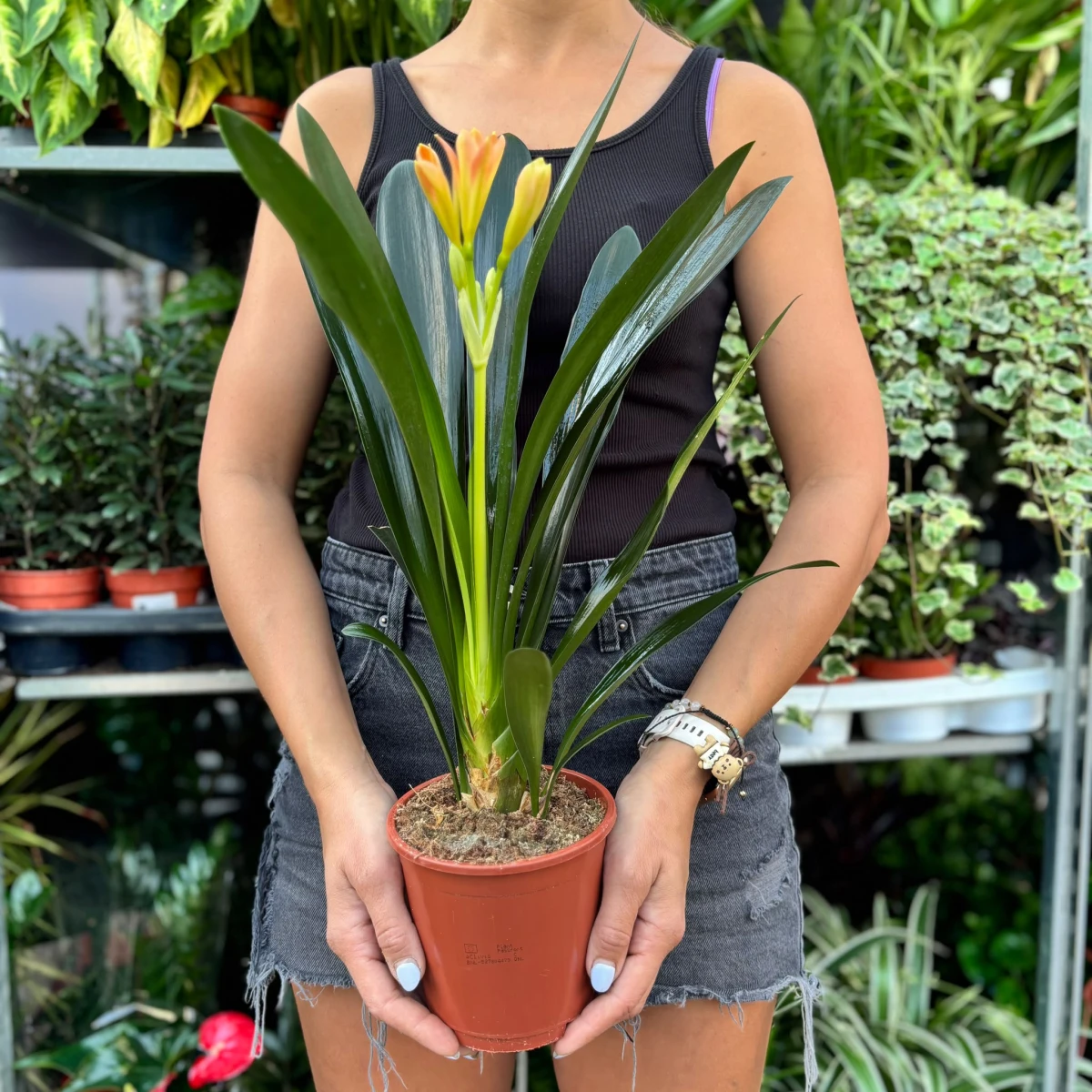 Clivia d14.jpeg