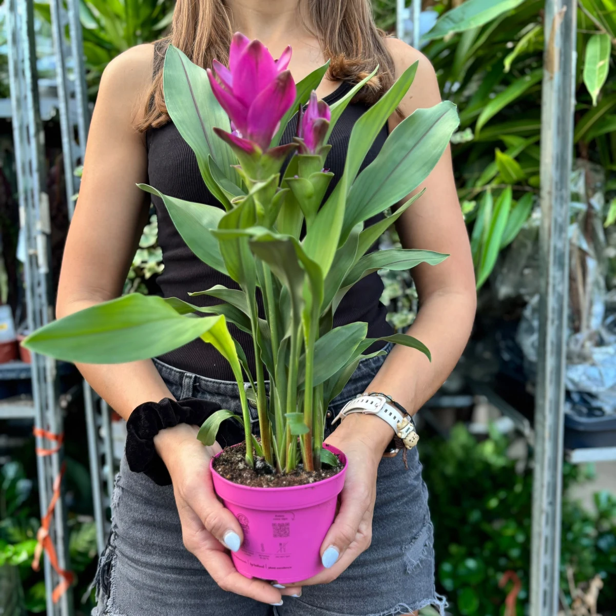 Curcuma-D12.jpeg