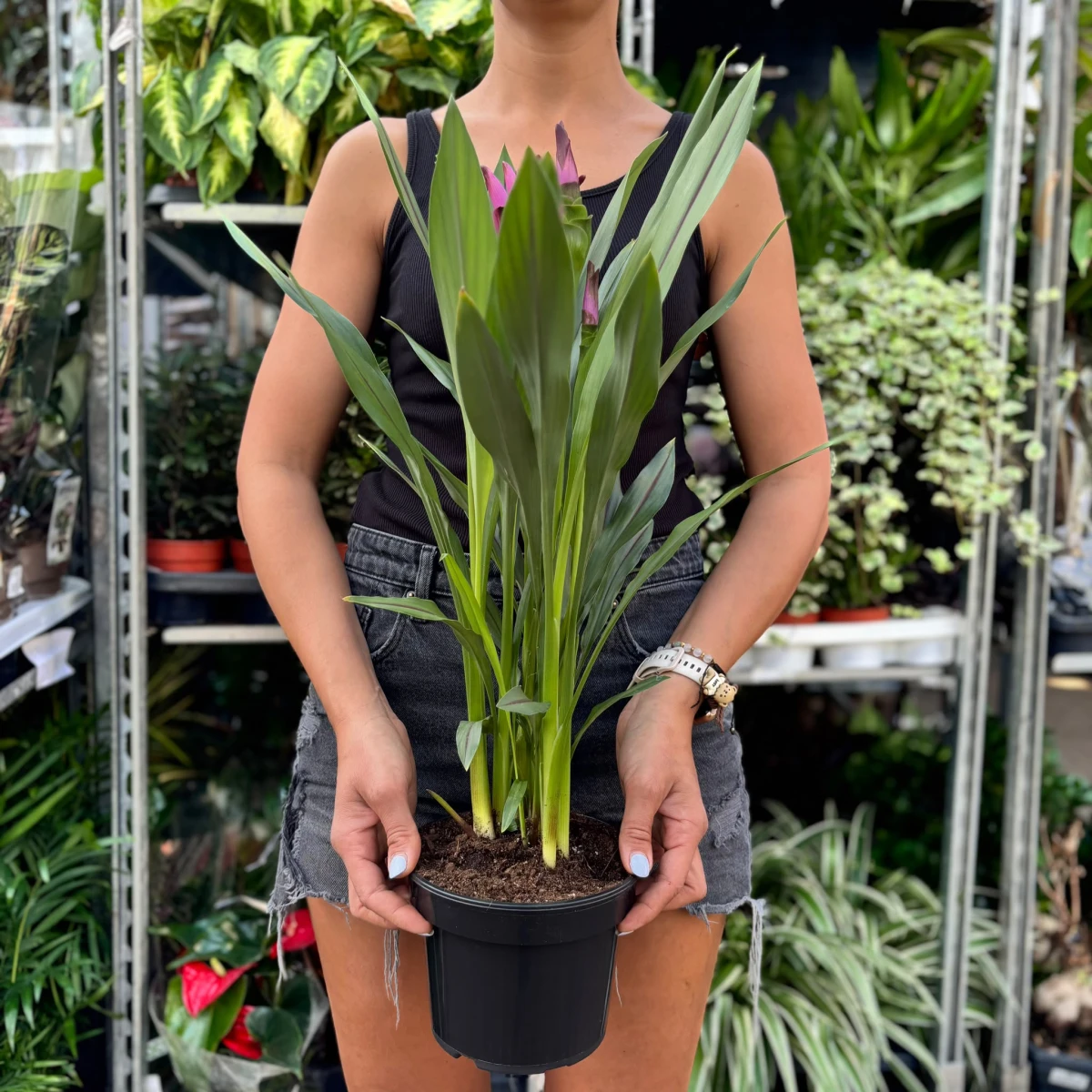 Curcuma-D17.jpeg