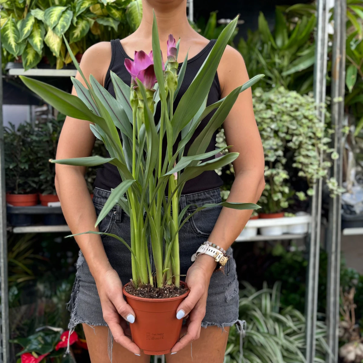 Curcuma-D13.jpeg