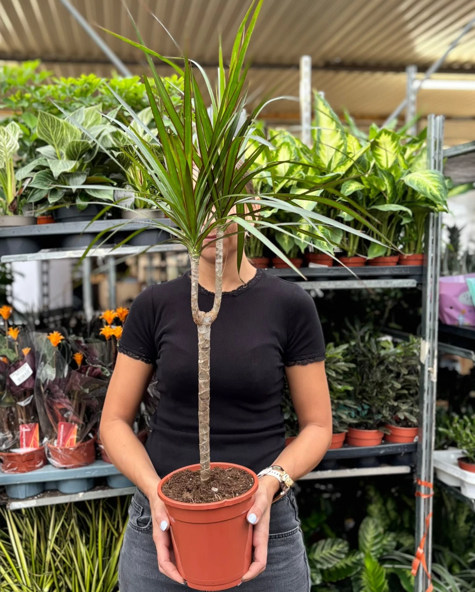 Dracena_marginata_D17_1ped.jpeg